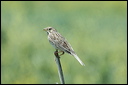 cochevishuppe-dsc_6040_dxo_
