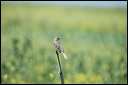 cochevishuppe-dsc_6042_dxo_