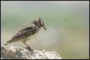 cochevishuppedsc_6014_dxo_r