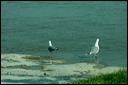 goelandpontique-dsc_5968_dx