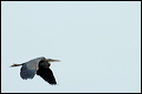 herondsc_6065_dxo_raw
