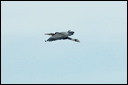 herondsc_6066_dxo_raw