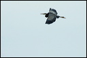herondsc_6067_dxo_raw