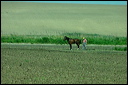 jour8dsc_5975_dxo_raw