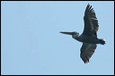 pelicandsc_6046_dxo_raw