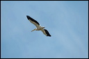 pelicandsc_6055_dxo_raw