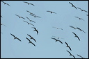 pelicandsc_6058_dxo_raw
