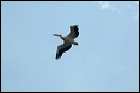 pelicandsc_6059_dxo_raw