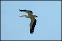 pelicandsc_6061_dxo_raw
