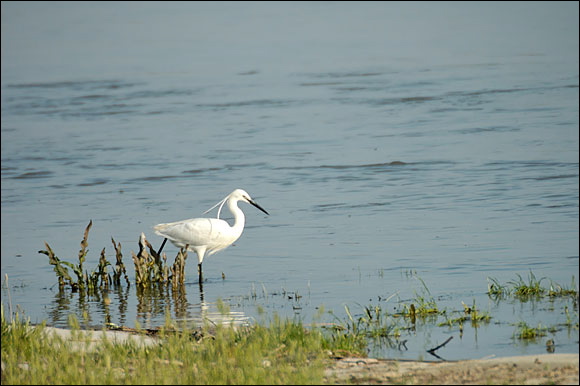 aigrettedsc_5956_dxo_raw.jpg