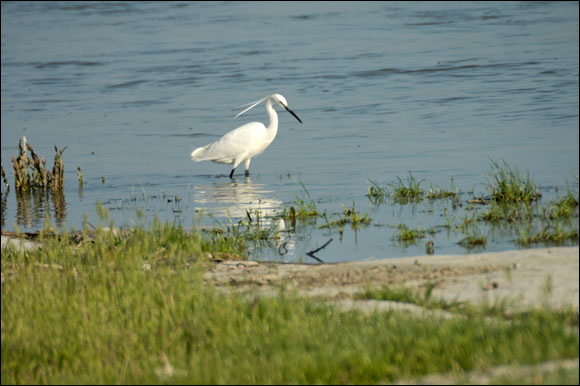 aigrettedsc_5957_dxo_raw.jpg