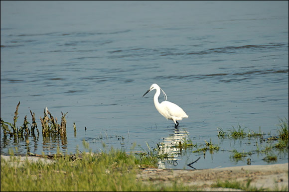 aigrettedsc_5958_dxo_raw.jpg