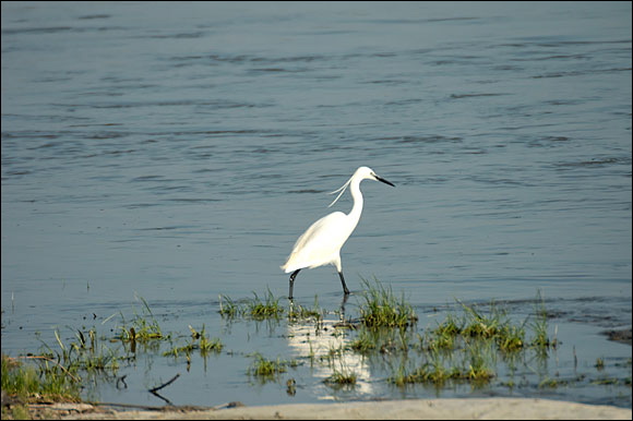 aigrettedsc_5959_dxo_raw.jpg