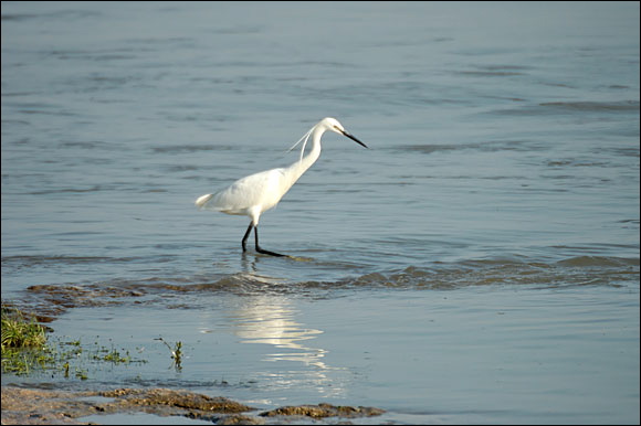 aigrettedsc_5960_dxo_raw.jpg