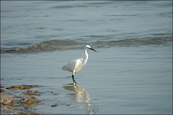 aigrettedsc_5961_dxo_raw.jpg