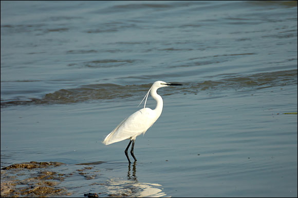 aigrettedsc_5962_dxo_raw.jpg