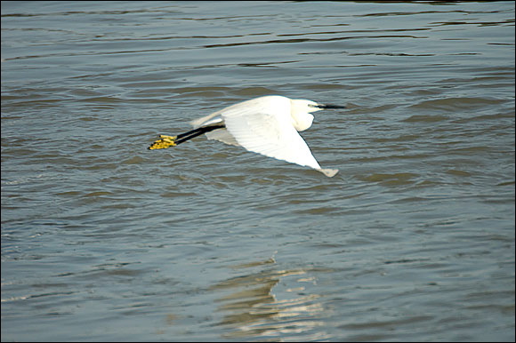 aigrettedsc_5964_dxo_raw.jpg