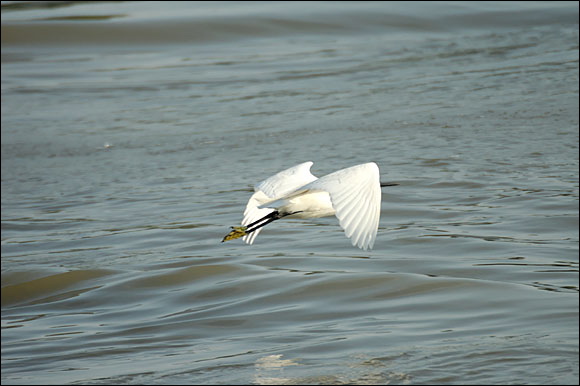 aigrettedsc_5965_dxo_raw.jpg