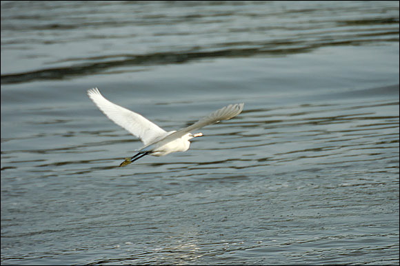 aigrettedsc_5966_dxo_raw.jpg