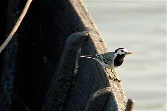 bergeronnettegrisedsc_5946_.jpg