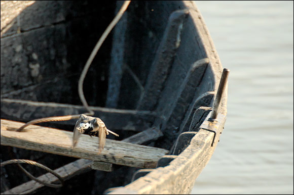 bergeronnettegrisedsc_5947_.jpg