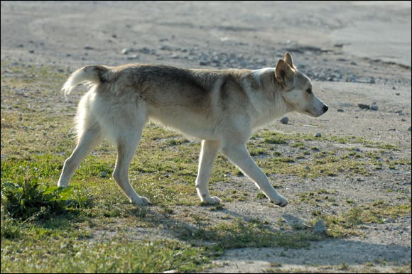 chiendsc_5952_dxo_raw.jpg