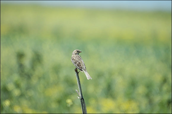 cochevishuppe-dsc_6042_dxo_.jpg