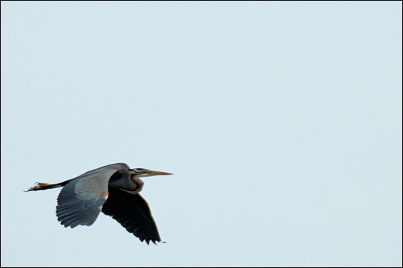 herondsc_6065_dxo_raw.jpg