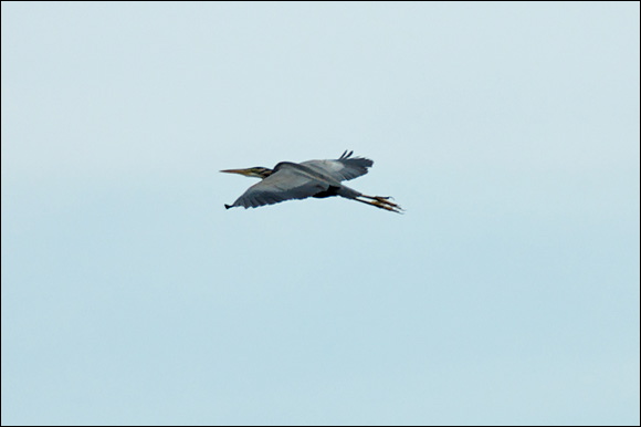 herondsc_6066_dxo_raw.jpg