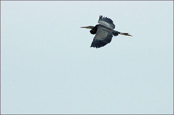 herondsc_6067_dxo_raw.jpg