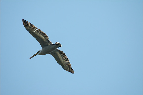 pelicandsc_6048_dxo_raw.jpg