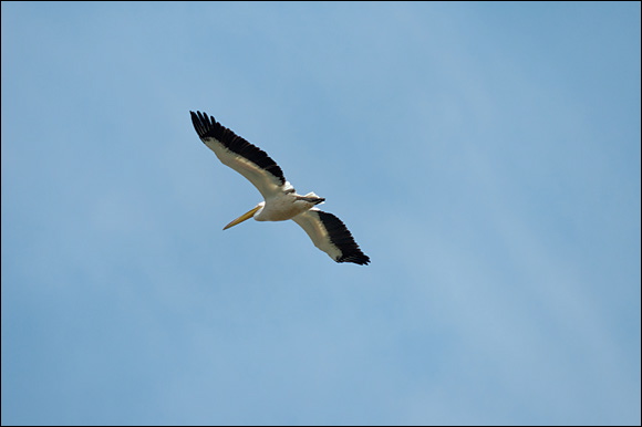 pelicandsc_6055_dxo_raw.jpg