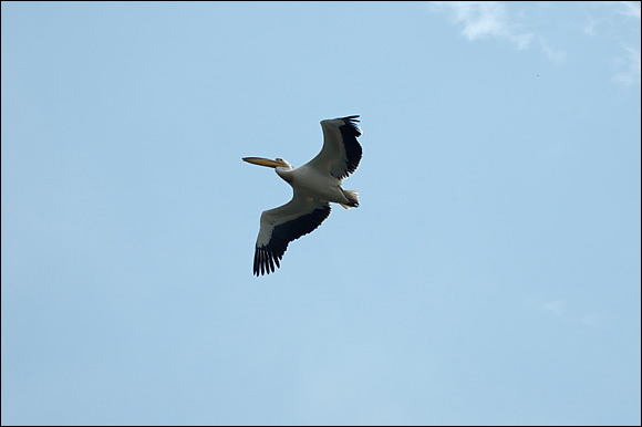 pelicandsc_6059_dxo_raw.jpg