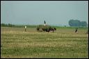 charrettedsc_6140_dxo_raw