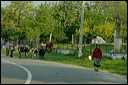villagesdsc_6099_dxo_raw