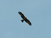 Aigle pomarin