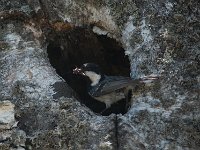 Mésange noire