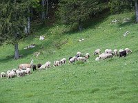 Moutons