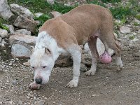 Pauvre chien