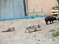 Petit cochon courageux
