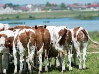 Vaches