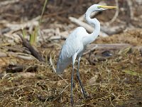 Grande aigrette