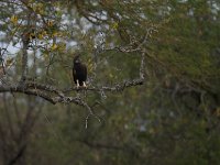 Aigle Huppard - Lophaetus occipitalis