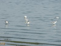 Avocette élégante - Recurvirostra avosetta