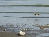 Bécasseau minute - Calidris minuta