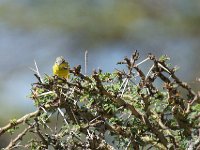 Bergeronnette printanière - Motacilla flava