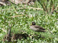 Canard à bec jaune - Anas undulata