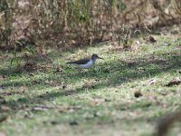 Chevalier guignette - Actitis hypoleucos