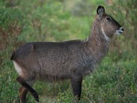 Cobe à croissant - Kobus ellipsiprymnus