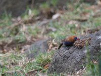 Cordonbleu violacé - Uraeginthus ianthinogaster